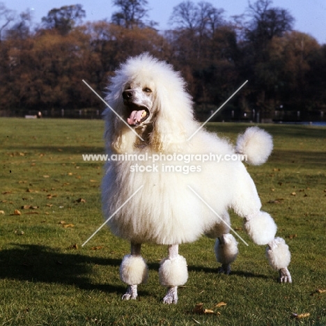 standard poodle in 1965, ch leighbridge mystic star, owned by morwenna skeaping