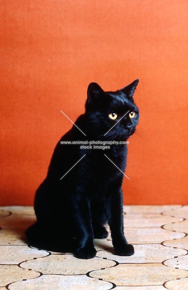 champion short hair black cat