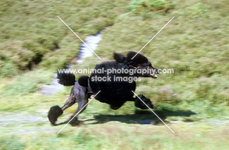 standard poodle, galloping on frensham common, bis crufts, champion montravia tommy gun
