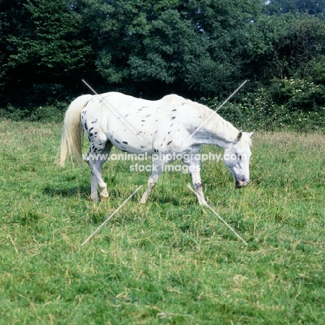 appaloosa walking 