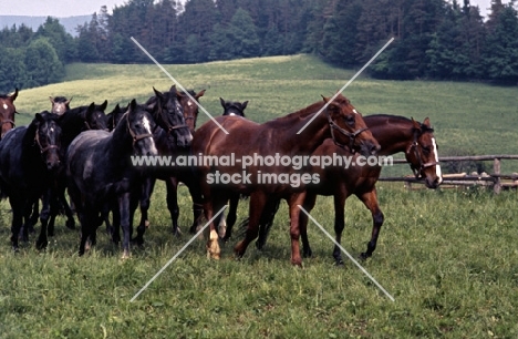 herd of Austrian half bred colts at Piber