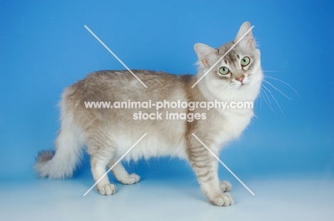 blue silver tiffanie cat side view