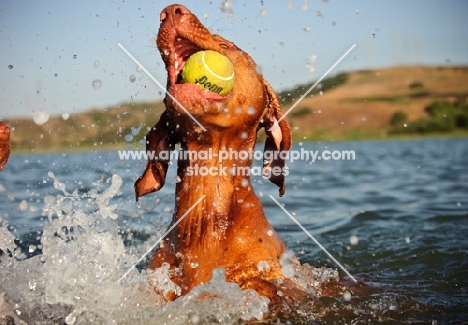 Hungarian Vizsla playing with tennis ball