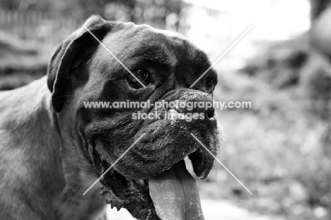 black and white portrait of an old boxer with mouth open
