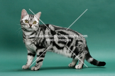 American Shorthair, Silver classic tabby colour, standing