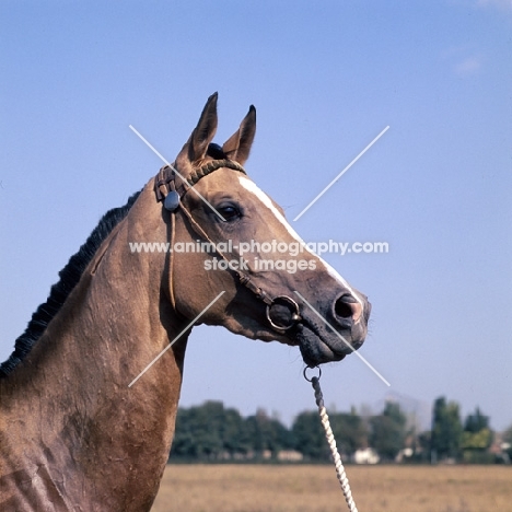 adat, head study of akhal teke