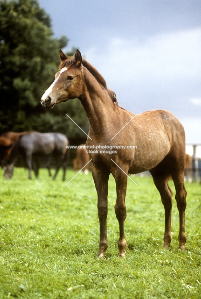 trakehner foal 