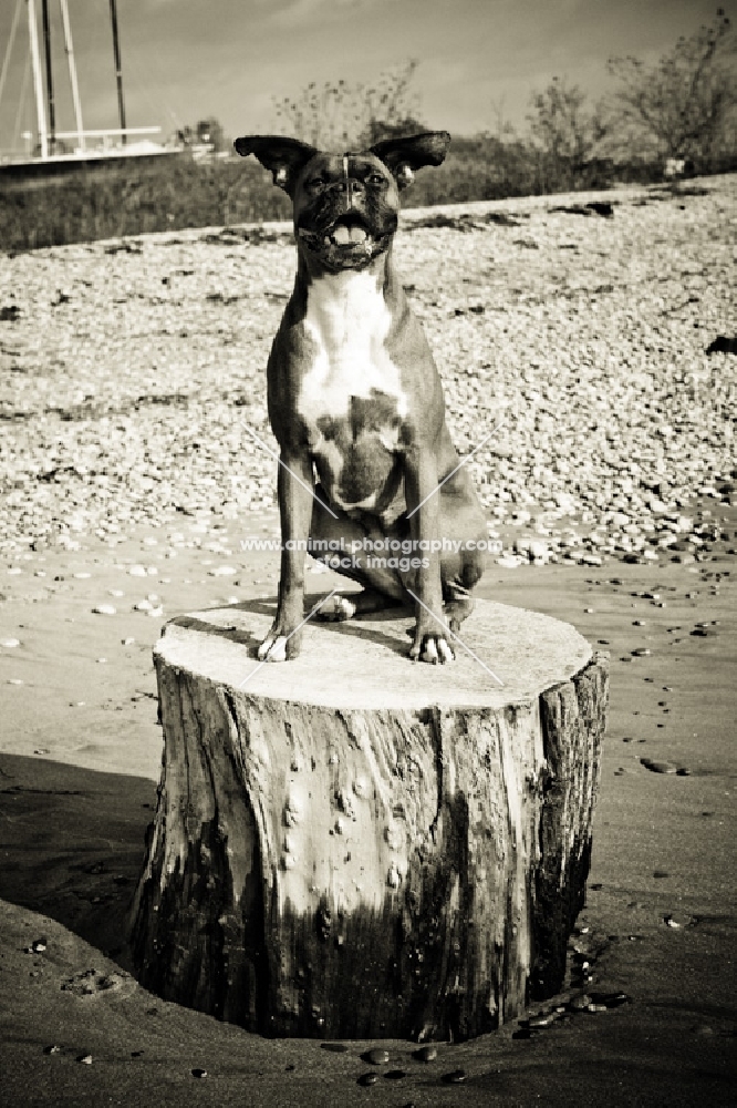 Boxer sitting on stump - ears flapping in breeze