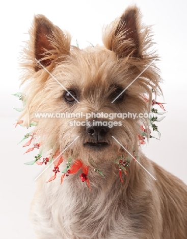 Cairn Terrier