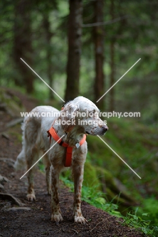 orange belton english setter standing in the woods