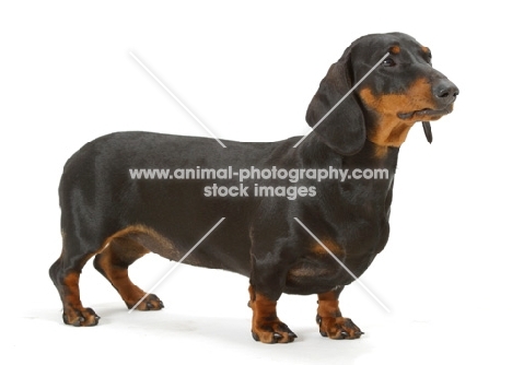 black and tan smooth Dachshund on white background