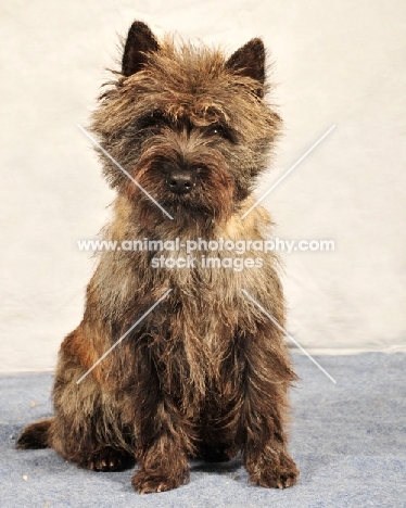 Cairn Terrier sitting down in studio