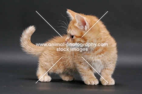 Red Mackerel Tabby Munchkin kitten, turning