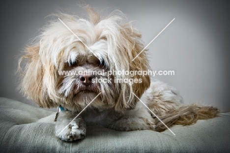 Shih Tzu at home