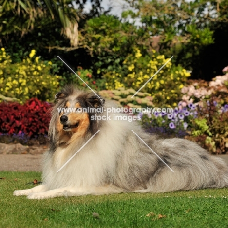 blue merle rough collie in beatuiful flower garden