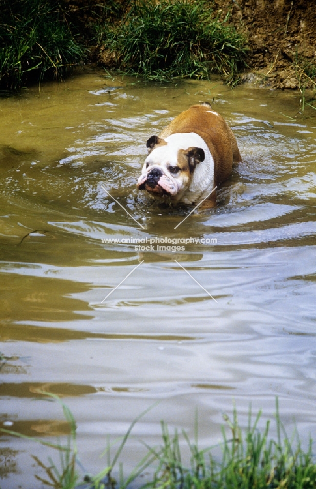 bulldog crossing water