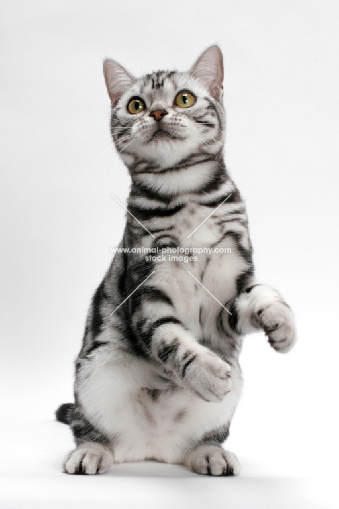 American Shorthair, front legs in the air