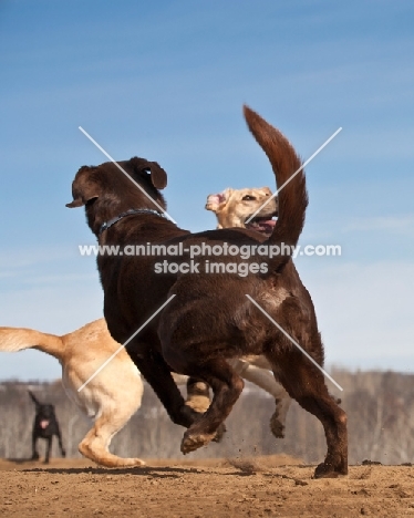 Labradors playing