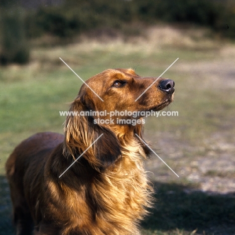 ch oranje celeste of albaney, long haired dachshund head and shoulders