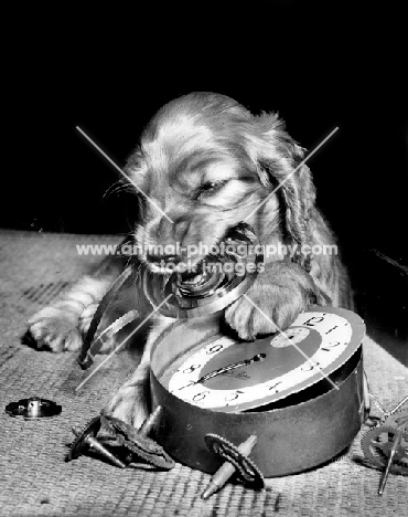 Cocker Spaniel puppy breaking clock