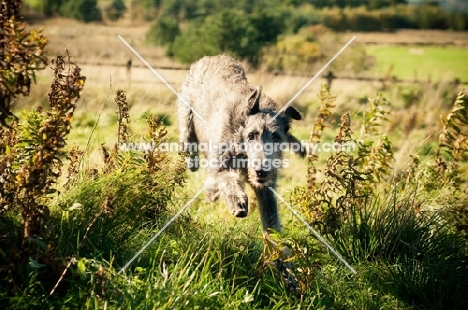 Deerhound running towards camera