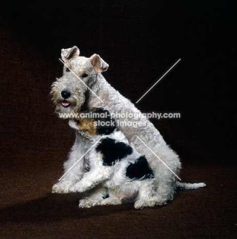 wire fox  terrier and puppy sitting together in a studio