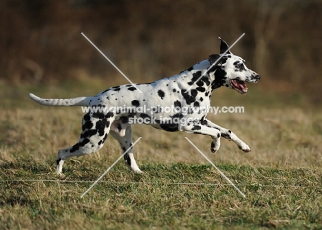 Dalmatian running