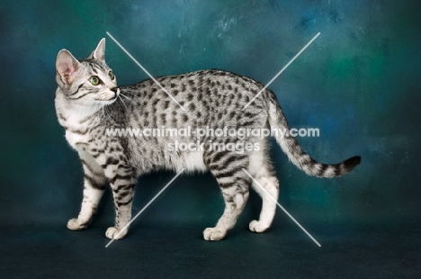 silver egyptian mau standing in studio