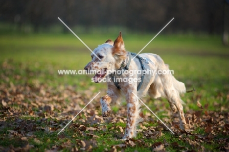 happy orange belton setter running in a park