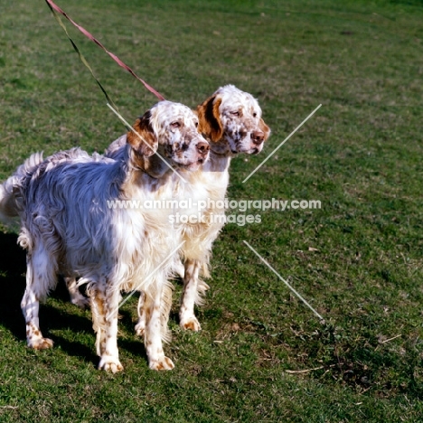 two orange belton english setters on a leash