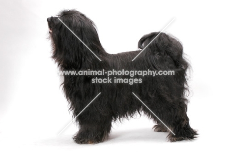 Black & White & Tan Tibetan Terrier, posed