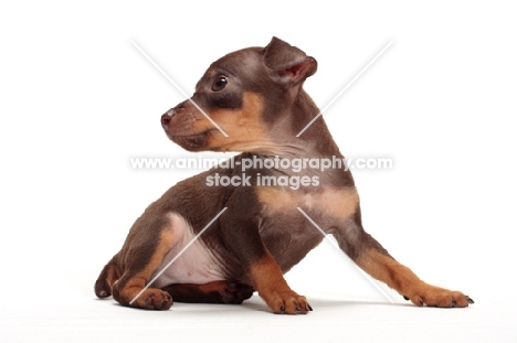 chocolate and tan Min Pin puppy on white background