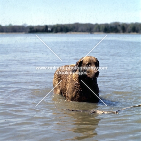 chesapeake bay retriever in the chesapeake bay, usa with stick,