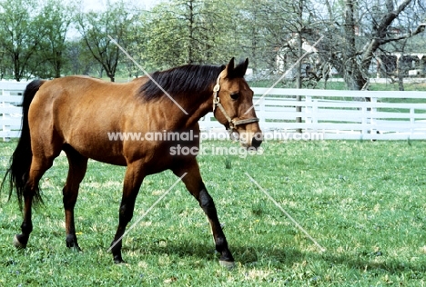 standardbred called high ideal
