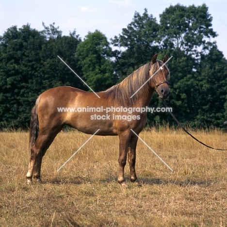 millersford starlight, show new forest pony 