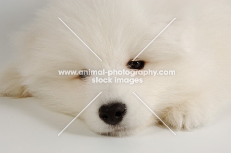 tire 9 week old Samoyed puppy on white background