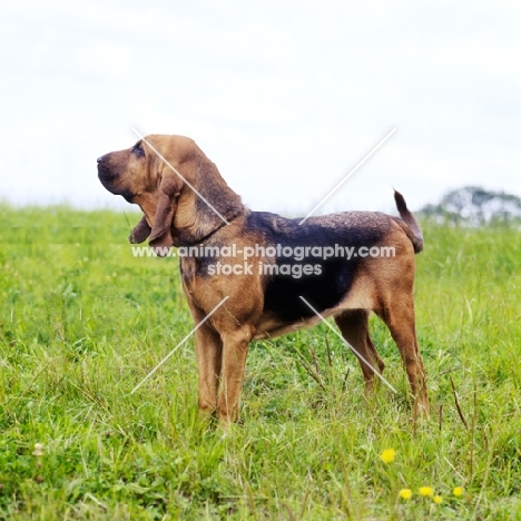 bloodhound standing in a field