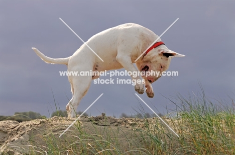 Bull Terrier jumping