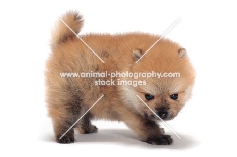 Pomeranian puppy on white background, looking down