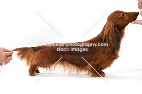 dachshund longhaired (miniature), Australian Champion