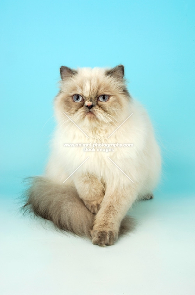 blue cream tabby colourpoint walking. (Aka: Persian or Himalayan)