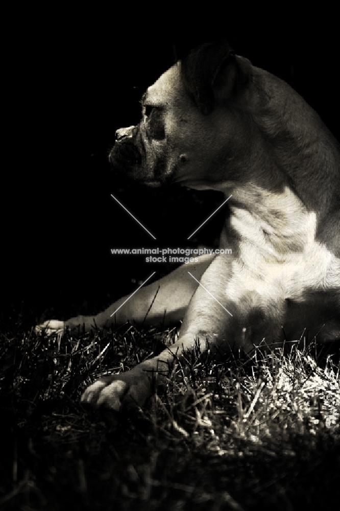 Boxer laying in the shade