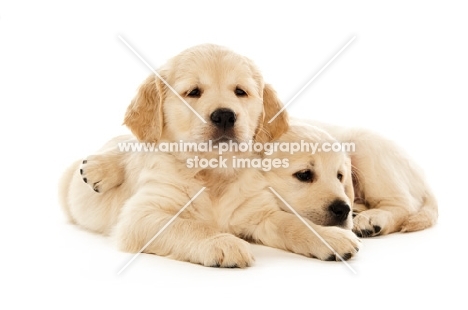 Golden retriever dogs isolated on a white background