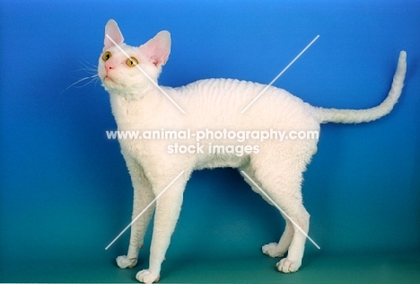 white cornish rex