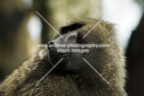 baboon portrait