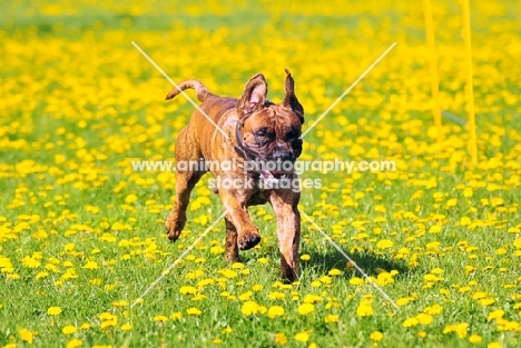 boerboel in full speed