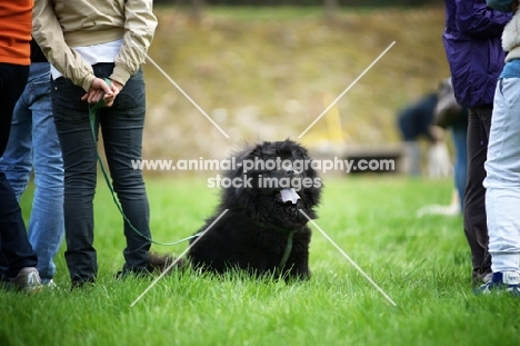 Black chow chow sitting in a field near owner