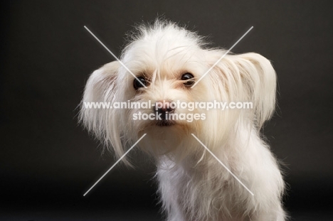 White Chihuahua cross Yorkshire Terrier, Chorkie, on a black background