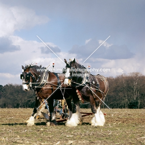 shire horses at spring working