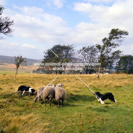 border collies working sheep in trials in peak district,creeping, eyeing